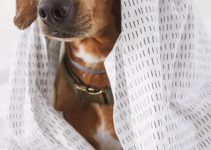 Levante St. Julian’s Affiliated By Meliá 3* San Giuliano